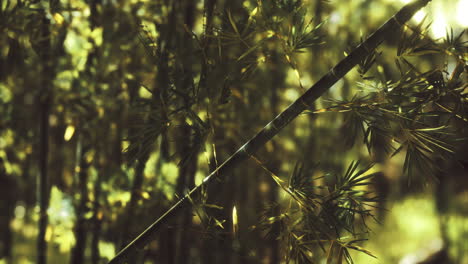 lush green bamboo forest with sunlight filtering through leaves