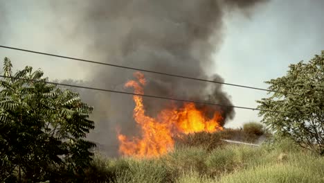 fire in summer: bushes and forest burning