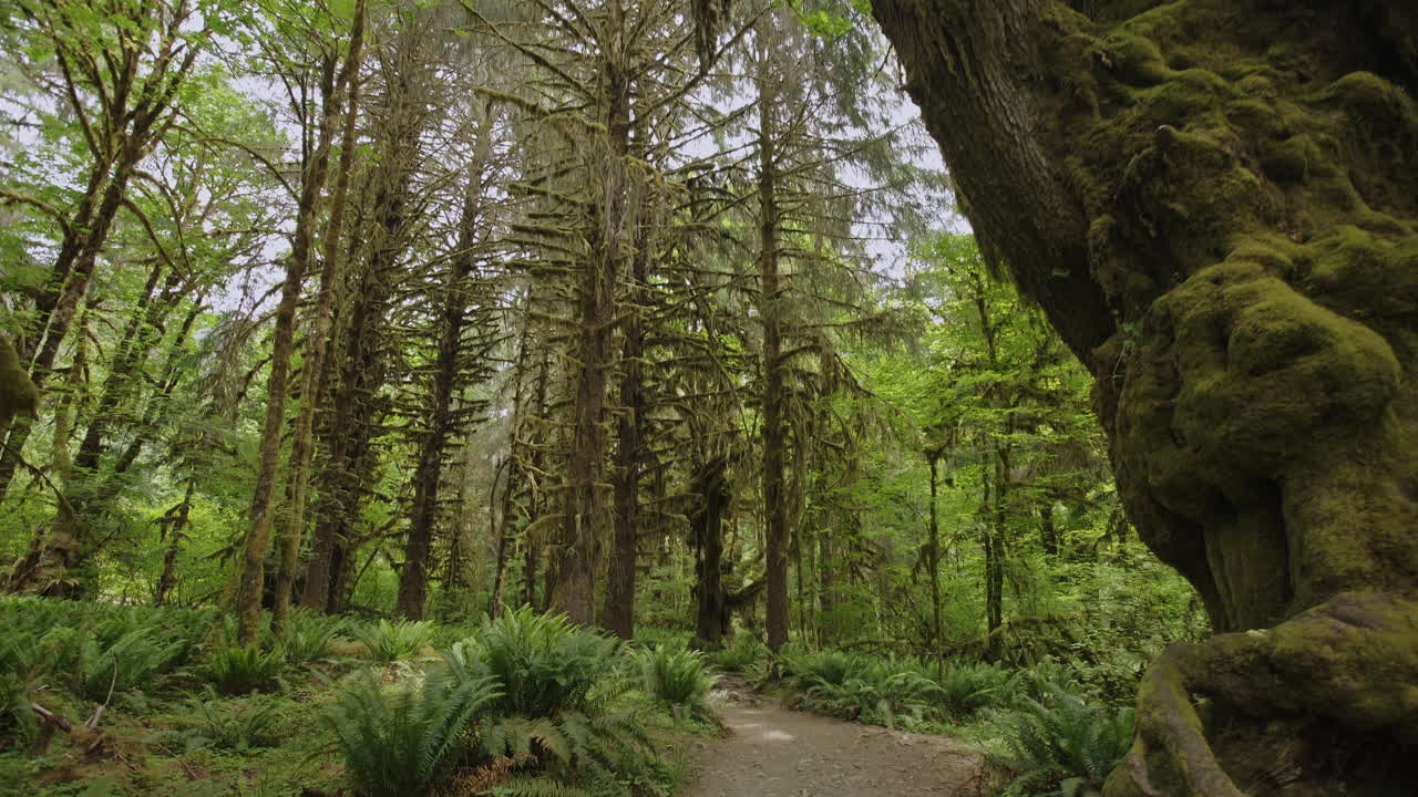 A câmera faz uma panorâmica de árvores cobertas de musgo para um caminho em uma exuberante floresta temperada.