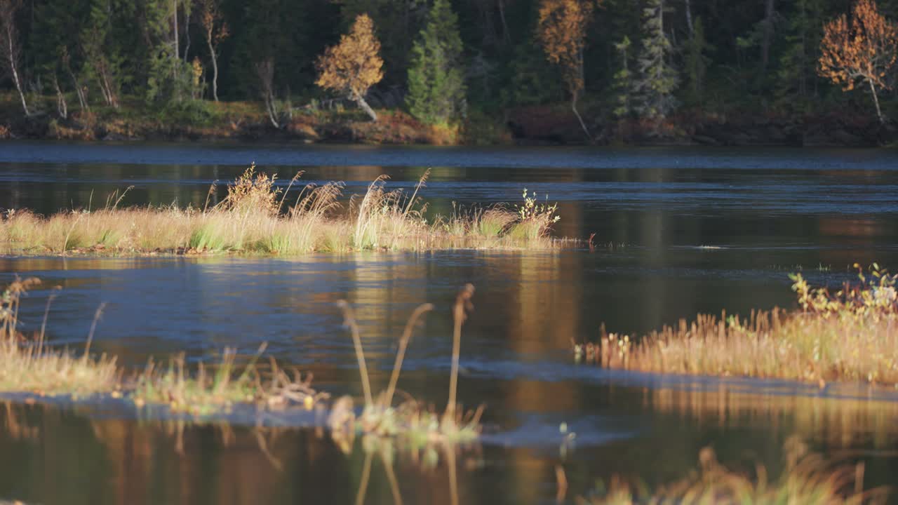 A shallow river with small islands of withered grass