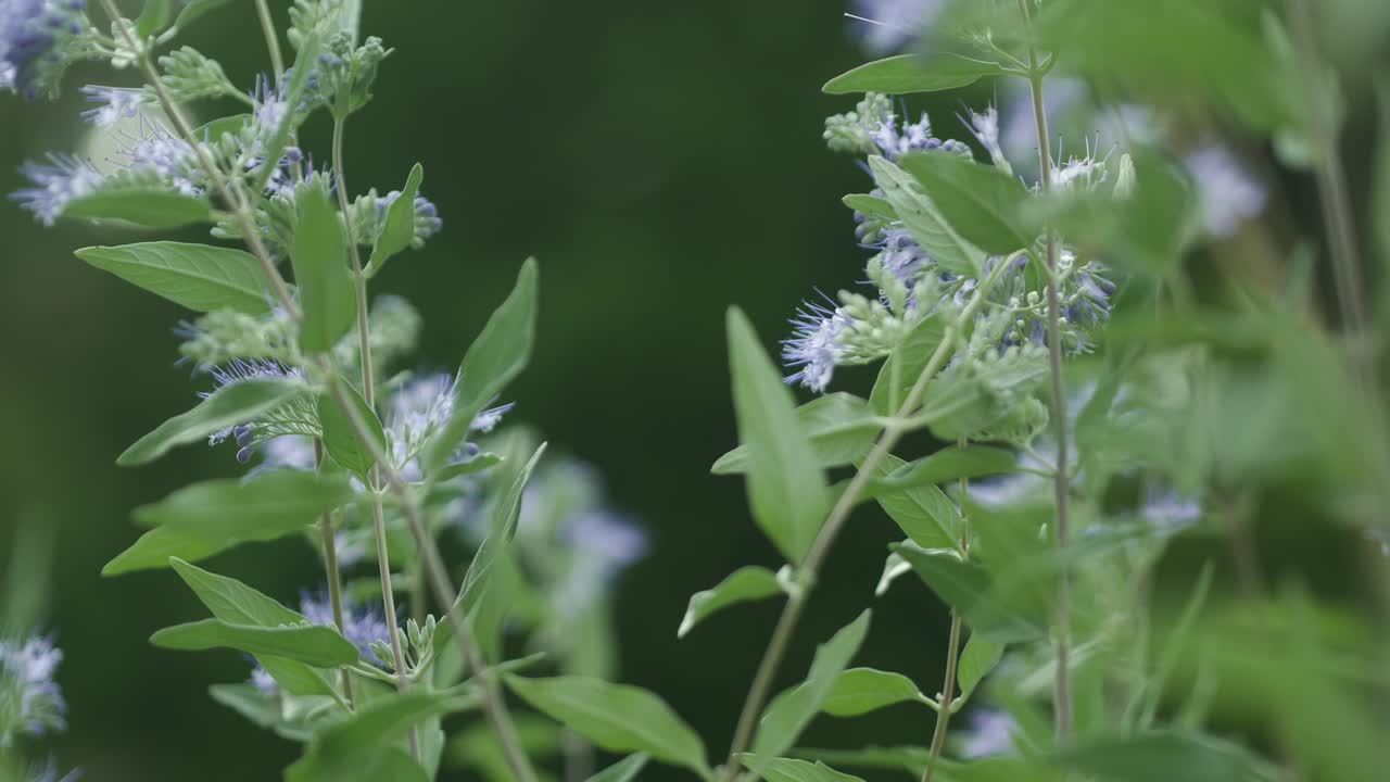 Delicate light violet flowers caryopteris with insects flying around
