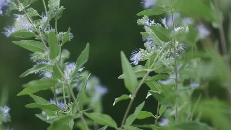 delicate light violet flowers caryopteris with insects flying around
