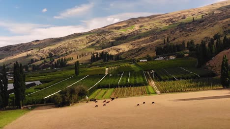 aerial over open farmland with cows and large green plantations in new zealand with stunning mountains in background