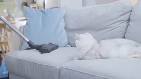 close up hand of woman vacuuming dust and fur on floor from little cat. attractive beautiful female using vacuum cleaning, doing housework and chores in living room and enjoy her pet animal at home.