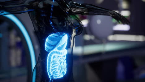 visual of human organs highlighting structure and function