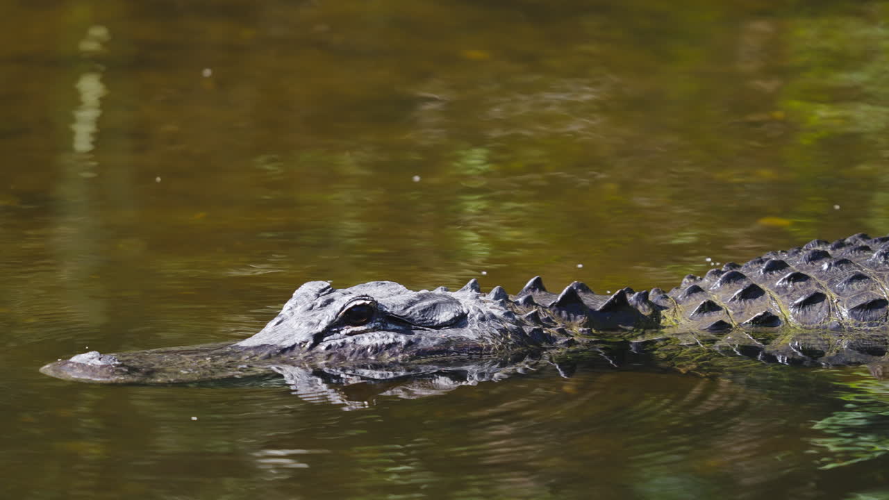 Alligator Body Pan Close Up in Tannic Water