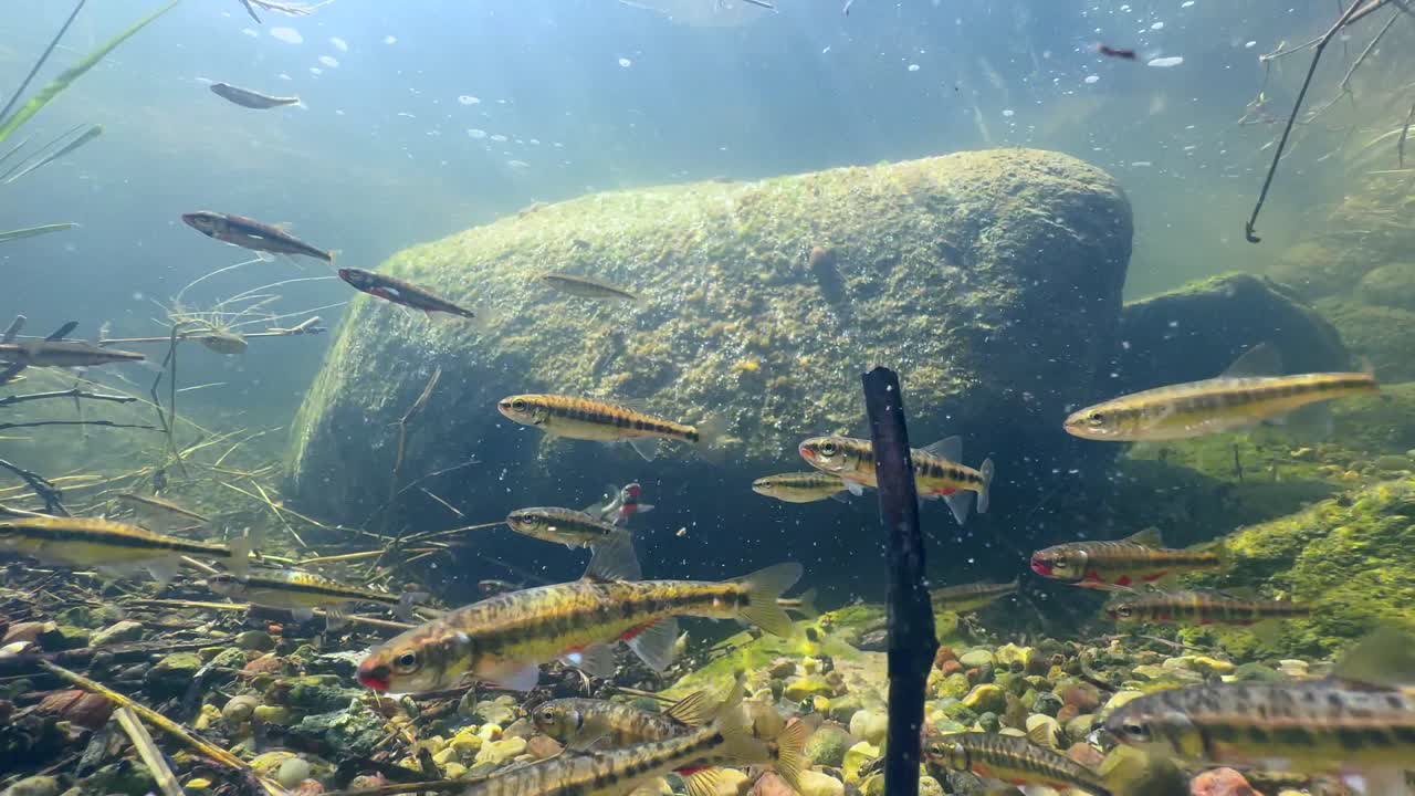 Male Eurasian minnows (Phoxinus phoxinus) with nuptial colouration during spawning season in a small stream. Estonia.