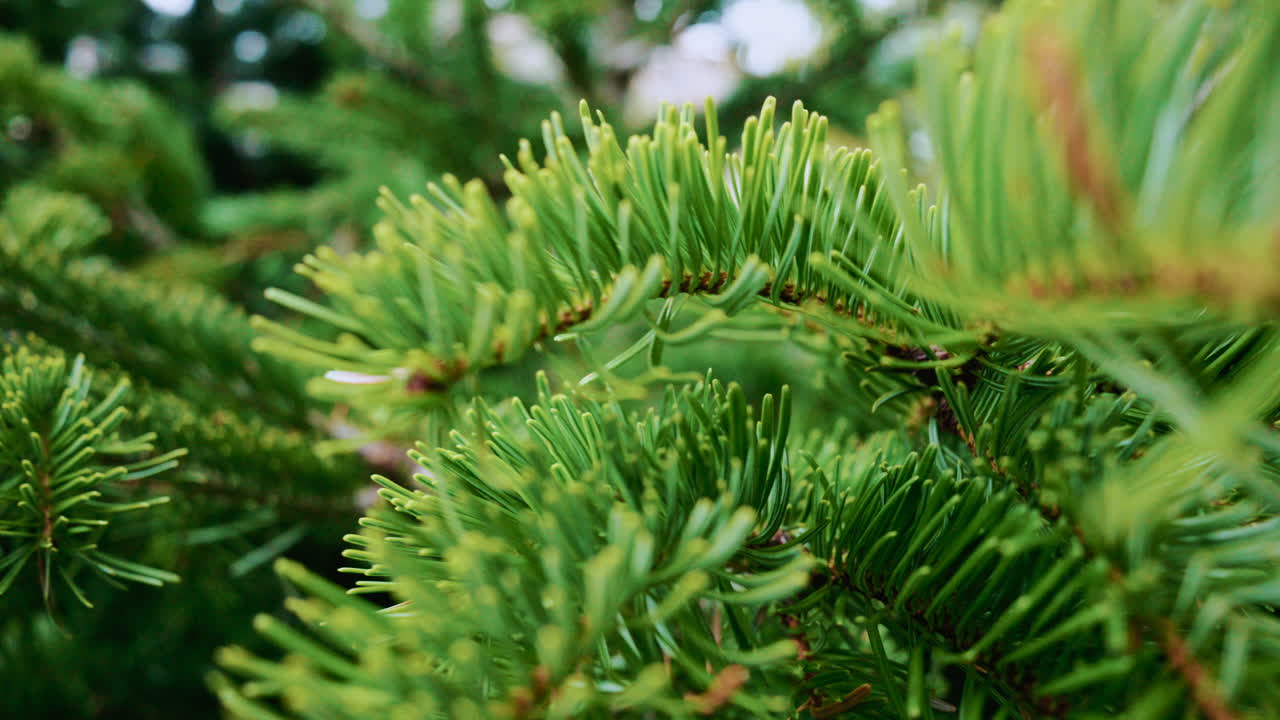 A detailed close up of green fir tree branches with fresh and vibrant needles