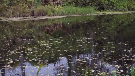 autumn leaves in a stream