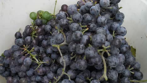 uvas othello cayendo en un balde - cámara lenta de 180 fps