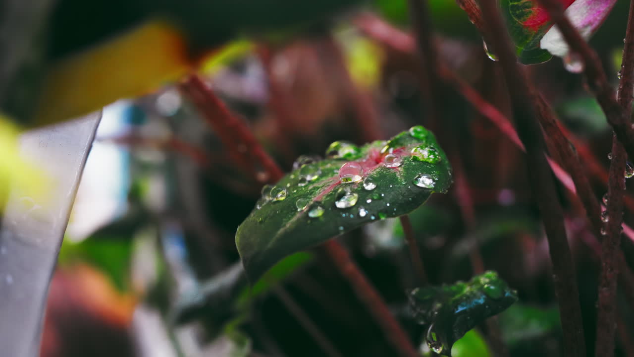 Primo piano di gocce di pioggia che brillano su una foglia di Caladium in un giorno di pioggia