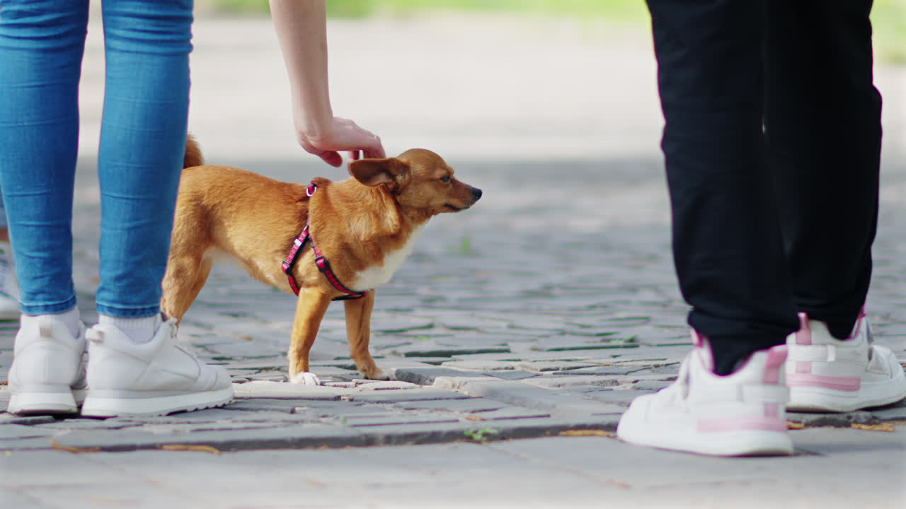 People petting brown Chihuahua in a park