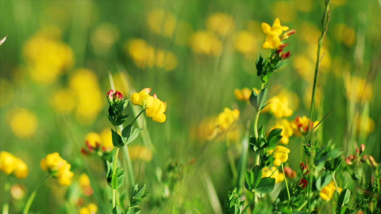 este es un tiro de flores amarillas bailando en el viento