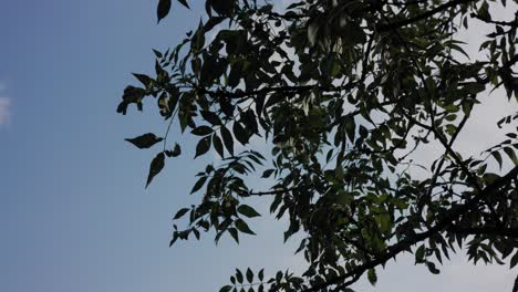 some leaves against blue sky in a forest