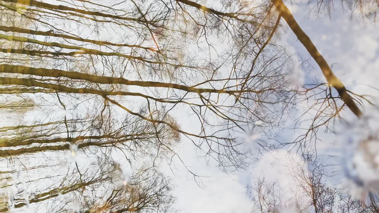 숲에서 봄이 시작됩니다, 수직 비디오, 나무는 물에 서 있습니다, 은 날, 빛의 패치와 물에 반사, 나무의 줄기는 웅이에 반사됩니다, 하천이 흐르고, 눈을 숨니다.
