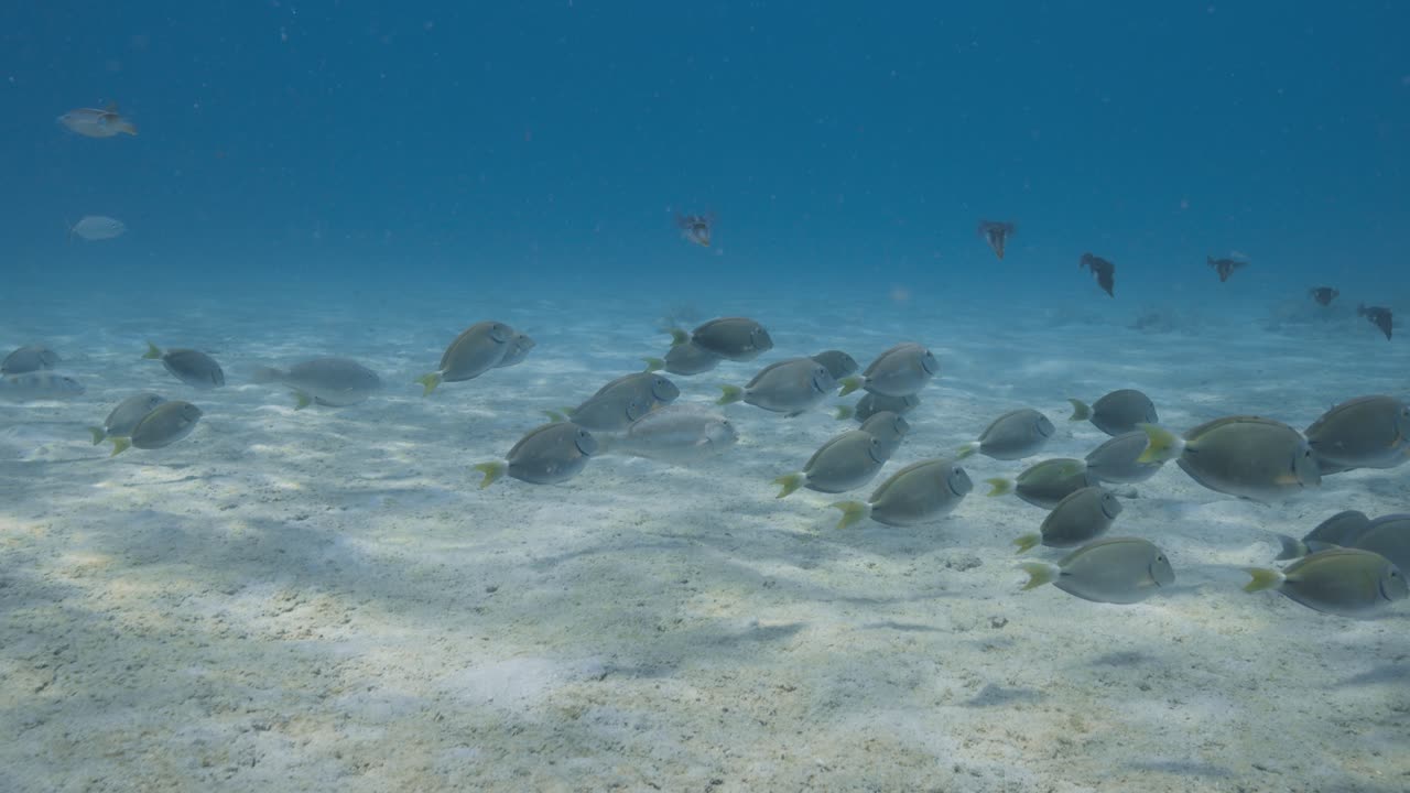 Acqua tropicale limpida rivela pesci della barriera corallina che nuotano placidamente sopra un fondale sabbioso vicino alle Isole Vergini Britanniche e St. Thomas, immortalando la serena vita marina caraibica in un ambiente costiero poco profondo.