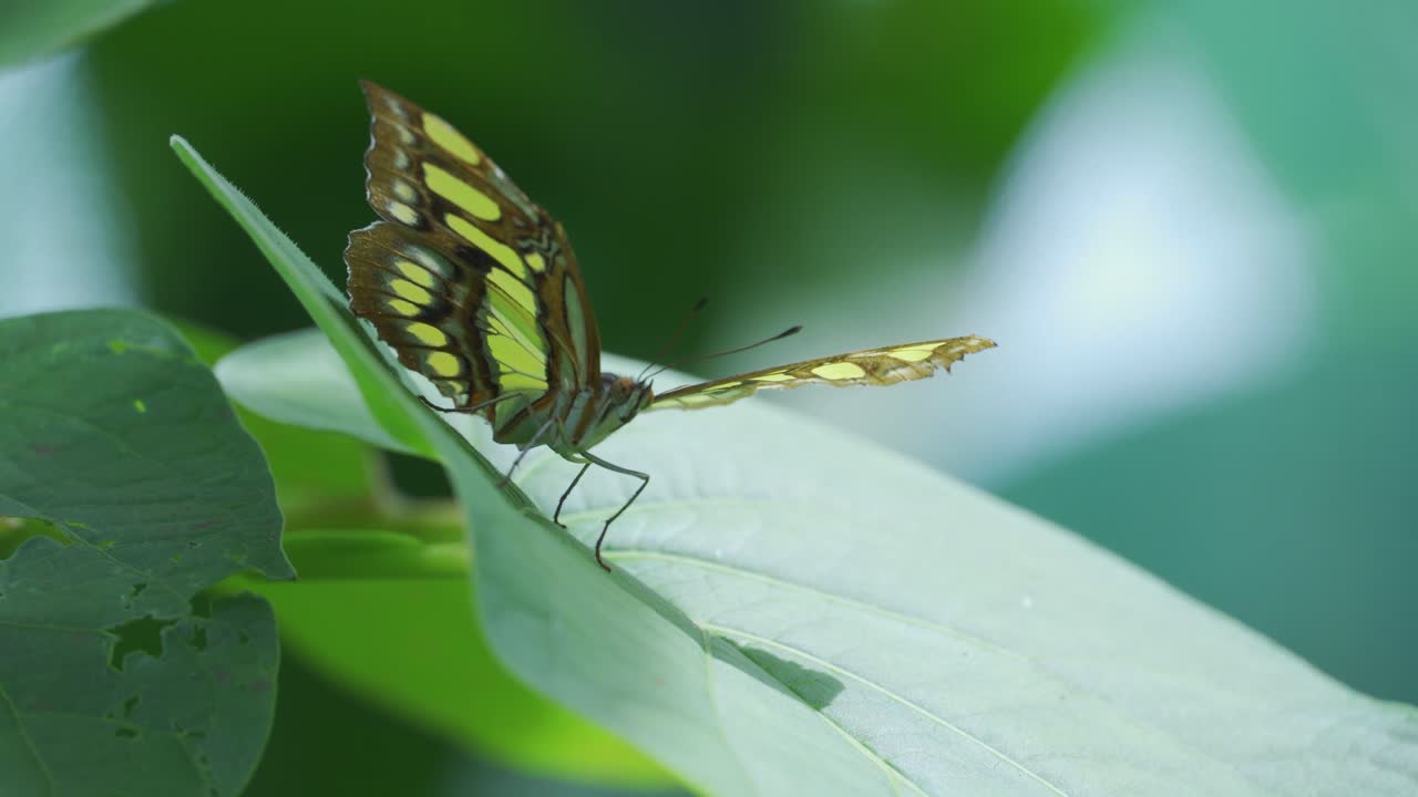 mariposa verde y negra sobre plomo