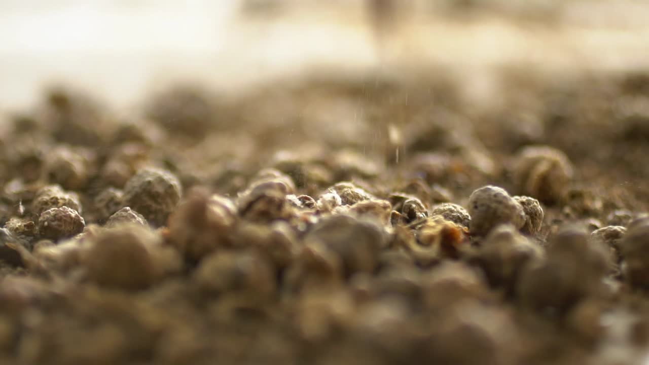 Macro Shot Of Dried Organic Madder Plant Root Being Processed Into Powder, Herbal Remedy And Dye Extract