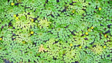 4k shot of beautiful special species of geometric water lilies leaf floating in pond with small fish swimming under