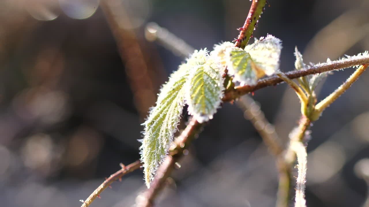 escarcha y copos de nieve ligeros en las últimas hojas verdes de otoño