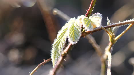 Frost-and-light-snow-flakes-on-final-autumn-green-leaves