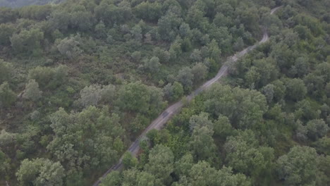 camino en el bosque vista aérea