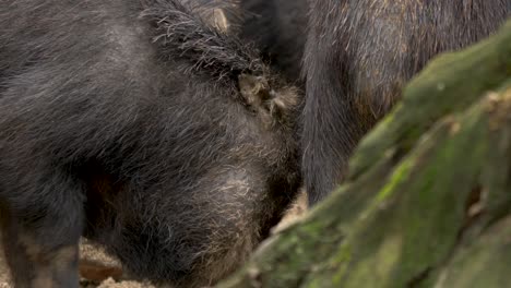 a group of hungry peccaries uses their snouts in search of food in brown soil