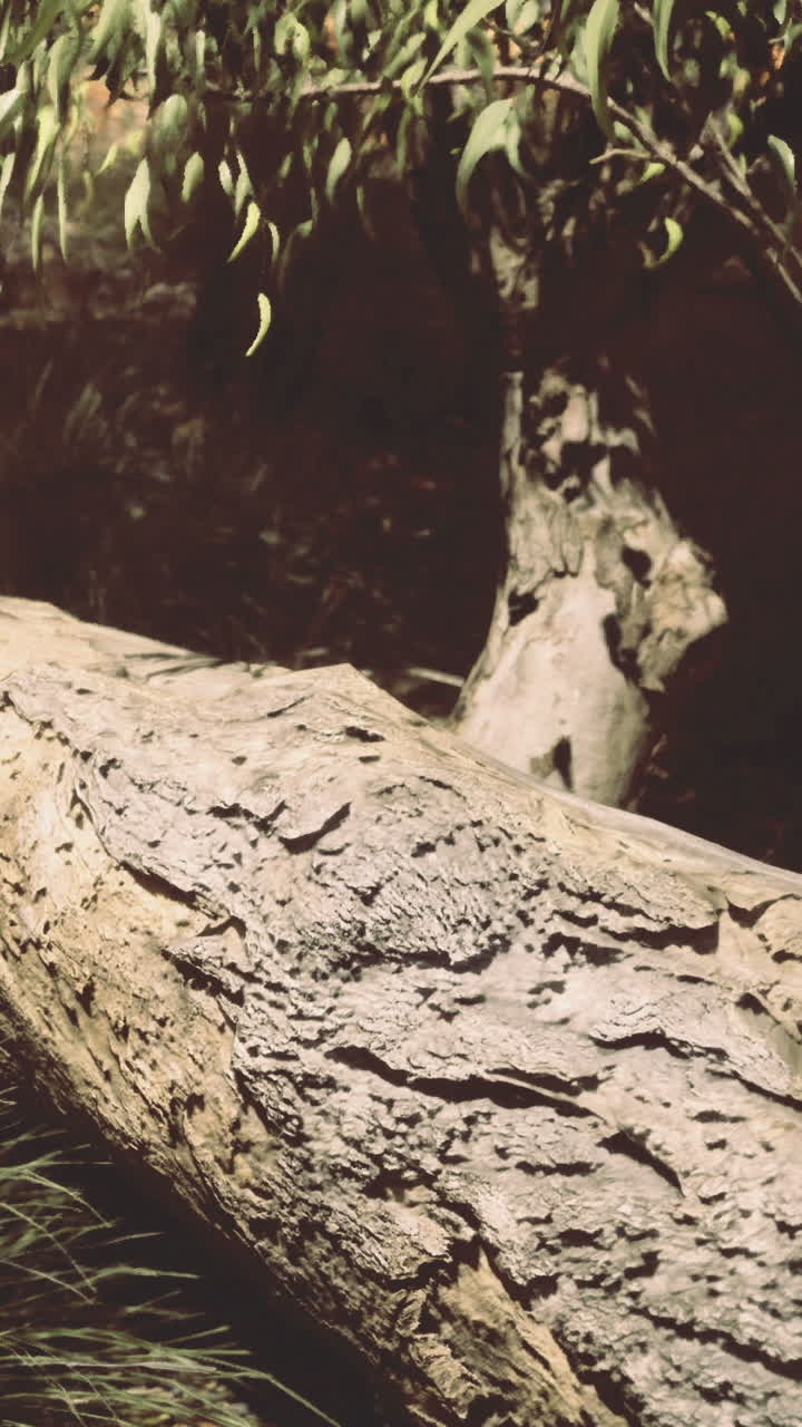 La quiete della natura cattura la bellezza di un tronco consumato dalle intemperie nel bosco.