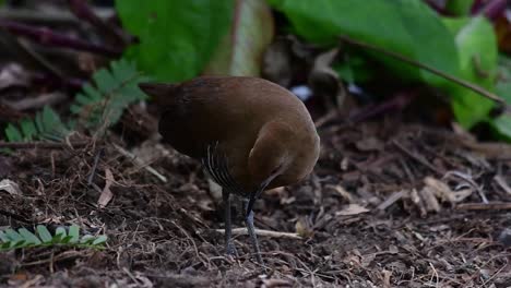 Crake-De-Patas-Pizarrosas-O-Crake-Anillado,-Rallina-Eurizonoides