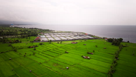 shrimp farming ponds in middle of lush bali countryside on coastline, aerial