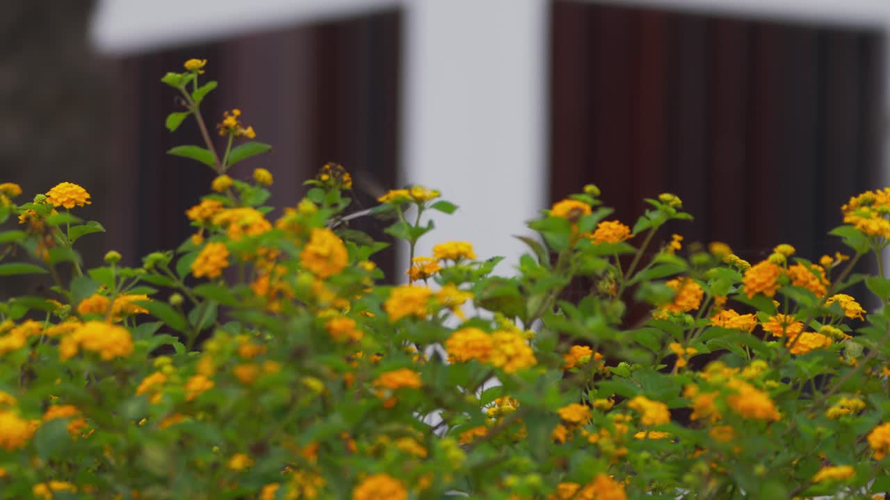 Colibrì maschio Cora (Thaumastura cora) che si nutre su un fiore di lantana, volando simmetricamente davanti a un muro bianco con finestre di legno