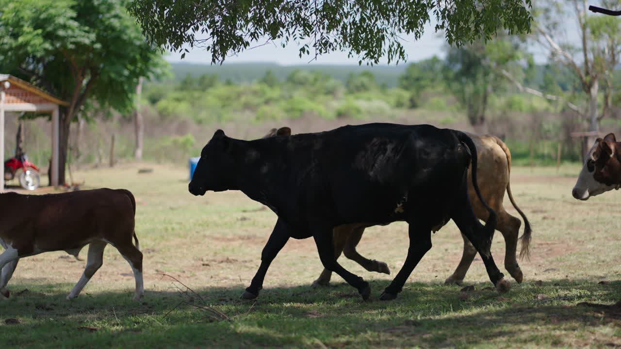 Herd of cows and calves running across a grassy field near a rural farmhouse.
