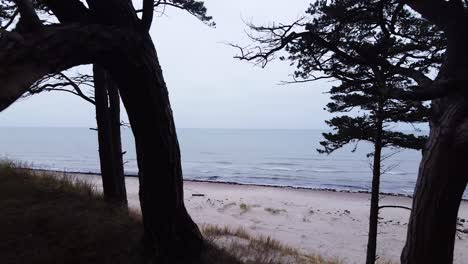 aerial view of baltic sea coastline at bernati beach in latvia, flying backwards through tight coastal pines over the white sand beach, sea erosion affected coastline, wide angle revealing drone shot