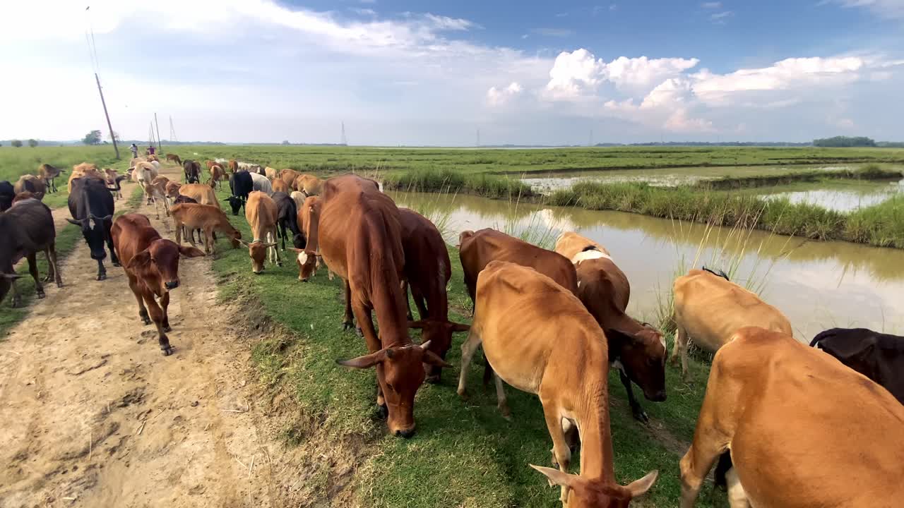Vacas pastando a lo largo de un camino rural en la región de Haor en Bangladesh