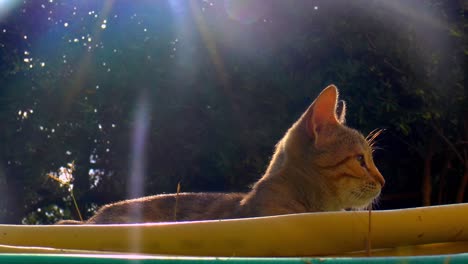 calico cat lies in the garden behind garden hoses in the sun