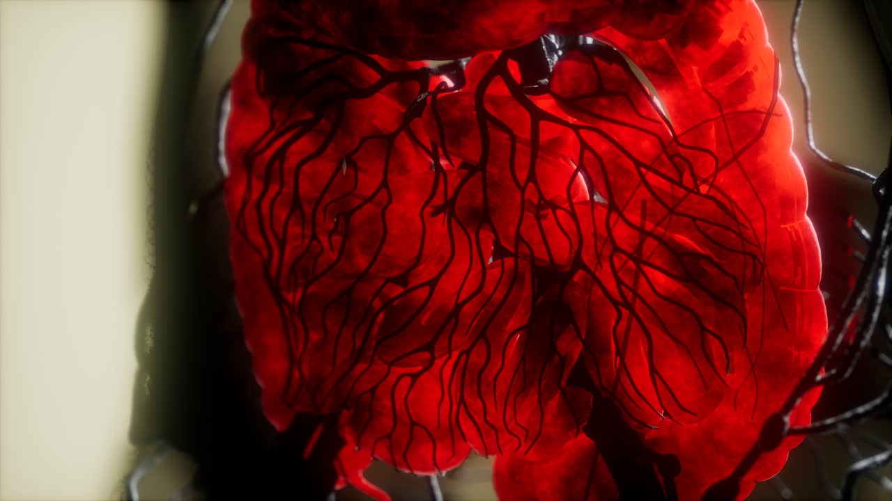 resonancia magnética de contraste de los órganos del cuerpo humano