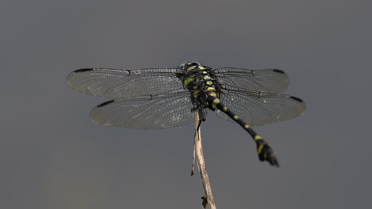 la libélula de cola de brida común se ve comúnmente en tailandia y asia