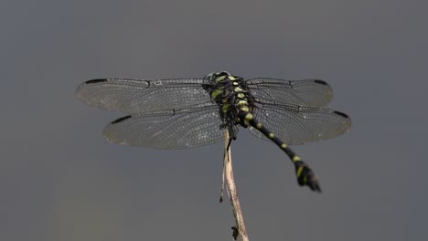 the common flangetail dragonfly is commonly seen in thailand and asia