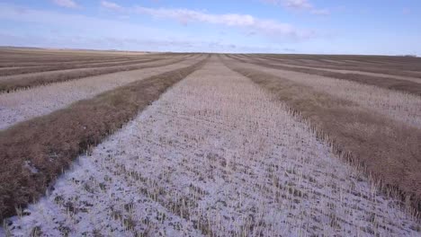 low aerial: harvester pov rows of wheat swathes in snow dusted field