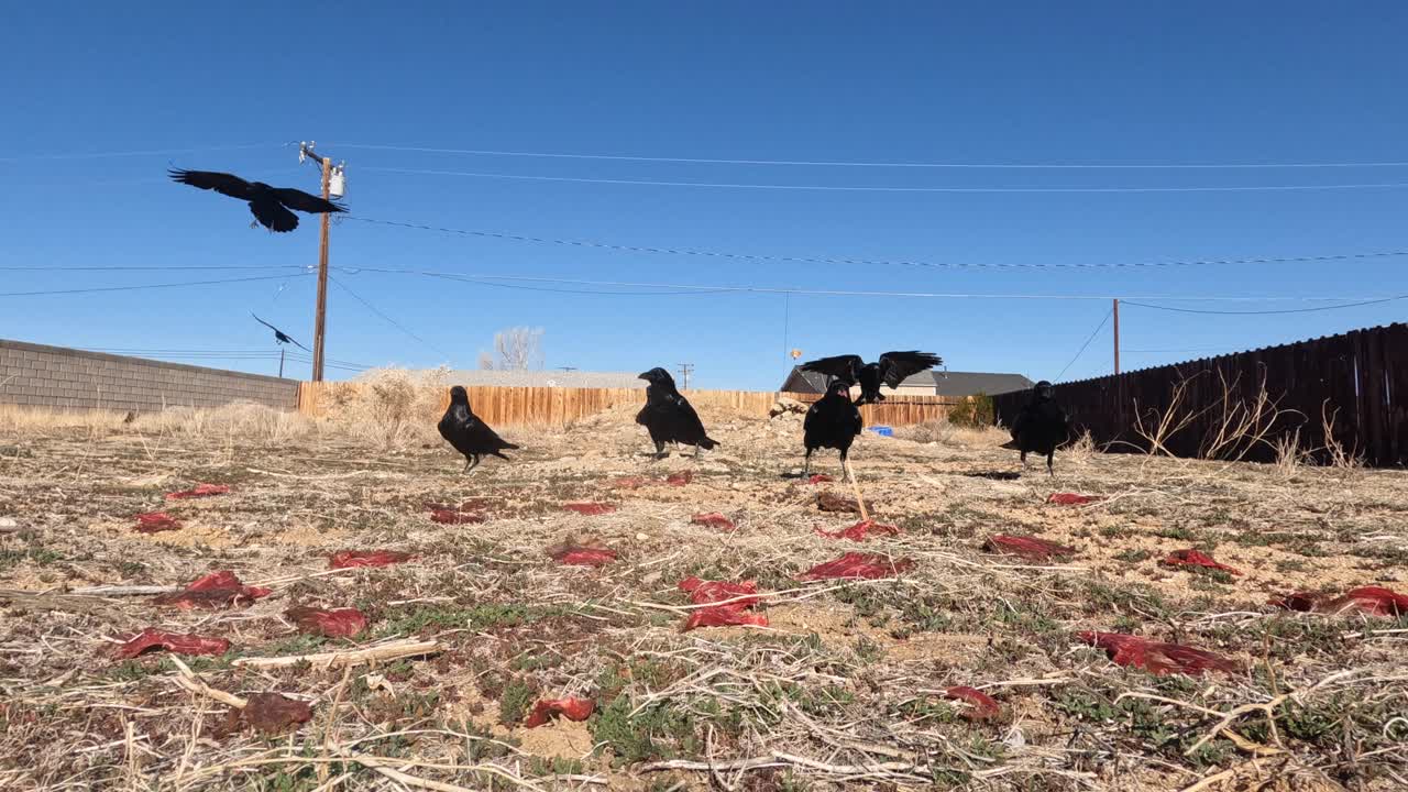 los cuervos comunes encuentran carne podrida y se dan un festín con la carne roja