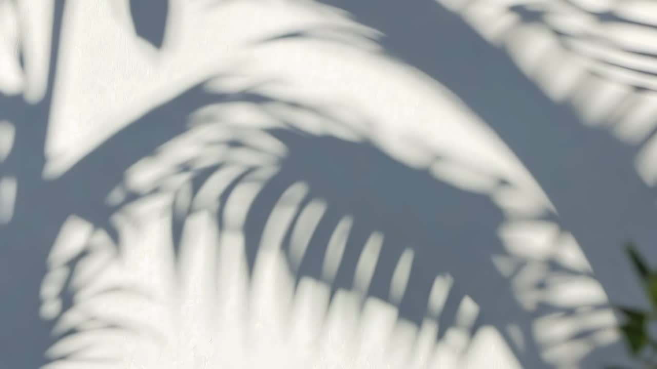 Soft-focus video capturing palm leaf shadows on a white wall, creating a serene, tropical ambiance