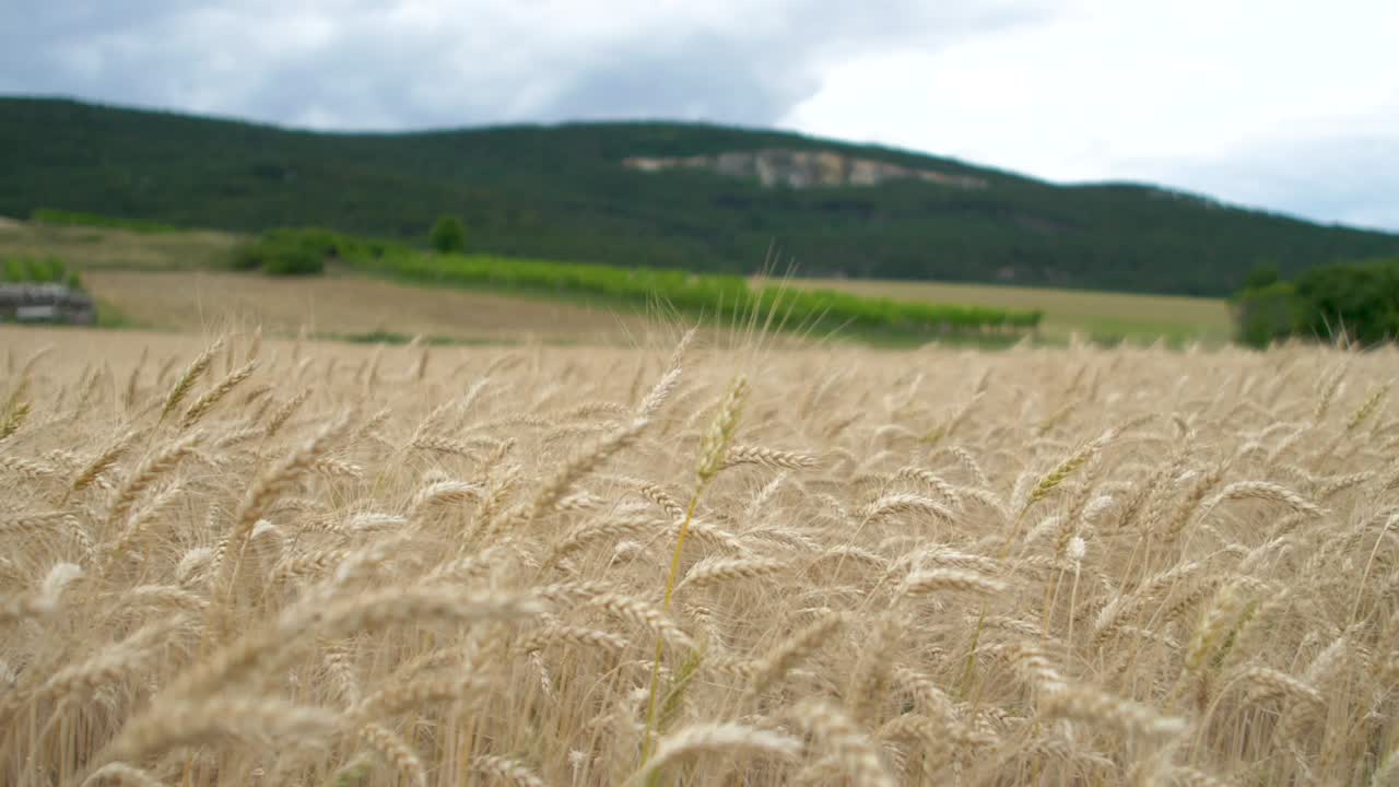 Golden grain wheat filed in summer wiggles in the wind with a mountain in the back
