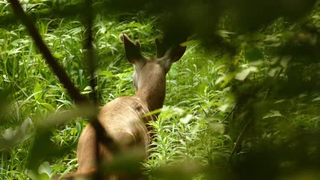 Close-Up-of-Reindeer-in-the-Forest-Eating-Leaves-View-Through-the-Tree-Branches
