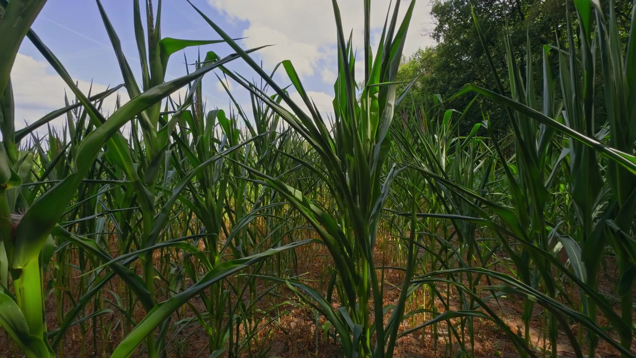 Tomada cinematográfica lenta em slide através de jovens plantas de milho verde sob um céu azul claro de verão, capturando o crescimento inicial da colheita, agricultura e terras agrícolas rurais pacíficas sem pessoas