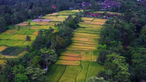 Rice-Terraces-Field-With-Tropical-Forest-In-Tegalalang-Village-Near-North-Ubud,-Bali-Indonesia