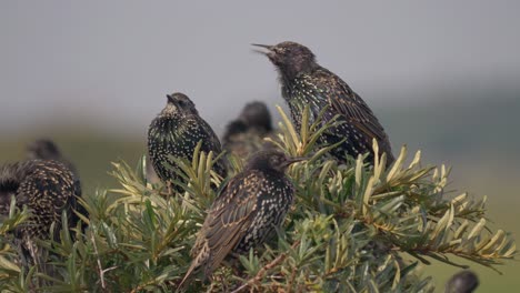 european starling singing song on top of bush surrounded by other birds, closeup