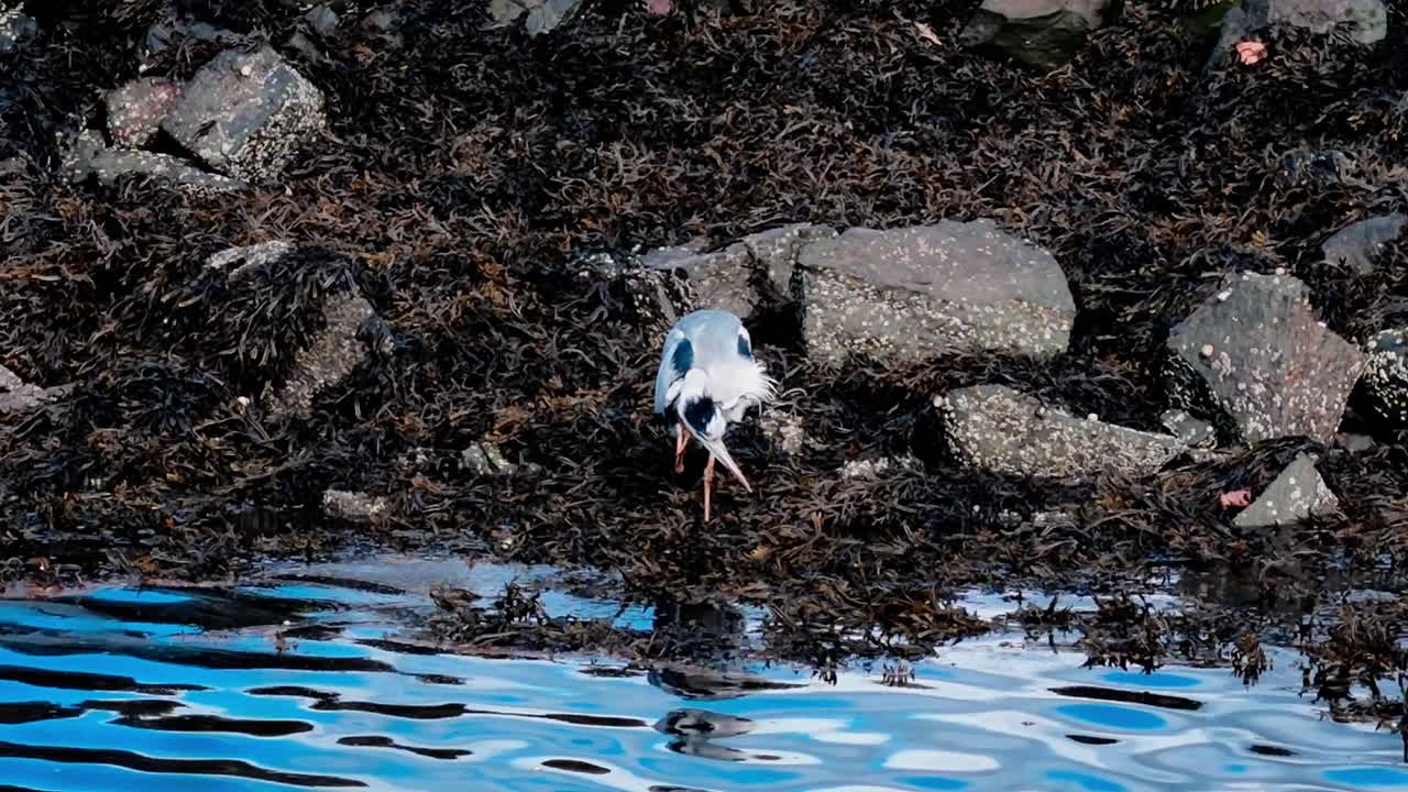 Heron Birdlife Habitat, Animal Behaviours, Marshland Rocky Environment