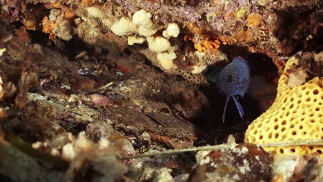 poisson diable bleu du sud paraplesiops meleagris endémique sud de l'australie 4k ralenti