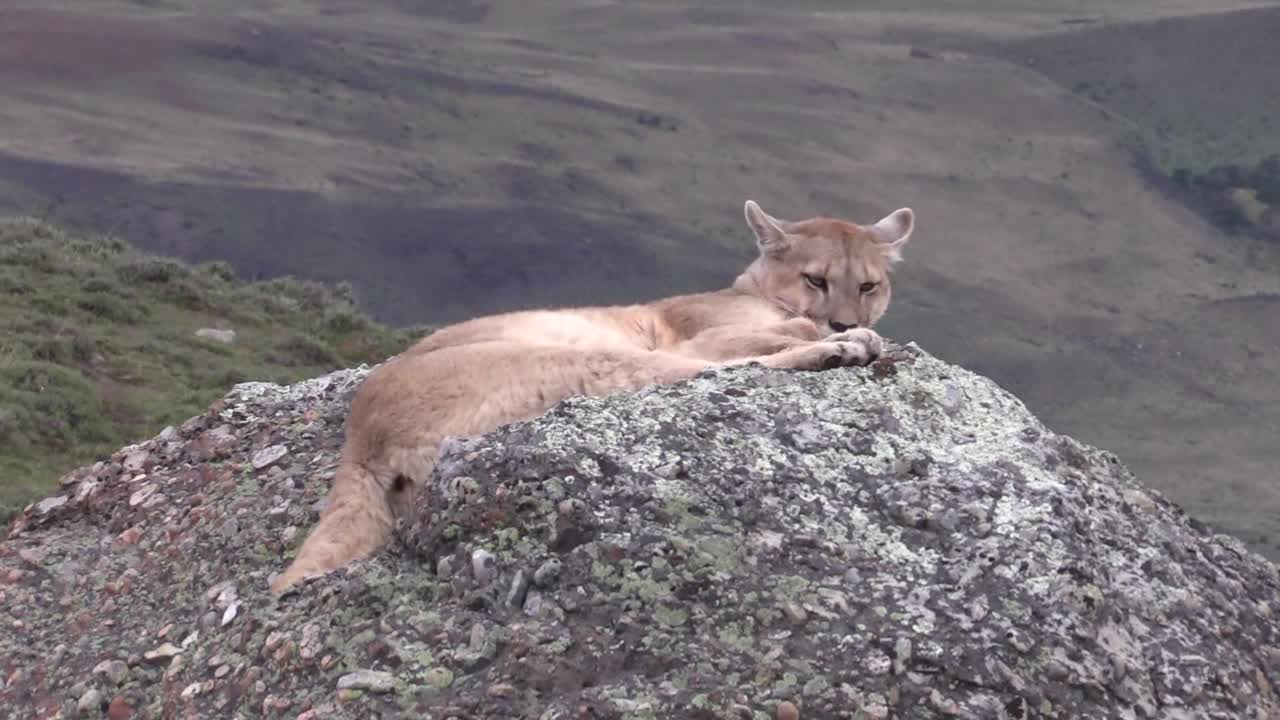 Un bellissimo puma peloso che riposa su una roccia sul fianco della montagna in Patagonia - Campo lungo.
