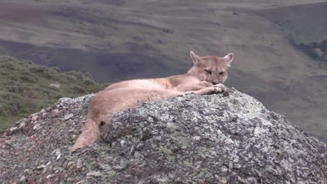 un puma hermoso y peludo descansando sobre una roca junto a la ladera de la montaña en la patagonia - tiro amplio